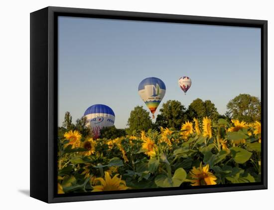 Hot Air Ballooning over Fields of Sunflowers in the Early Morning, Charente, France, Europe-Groenendijk Peter-Framed Stretched Canvas