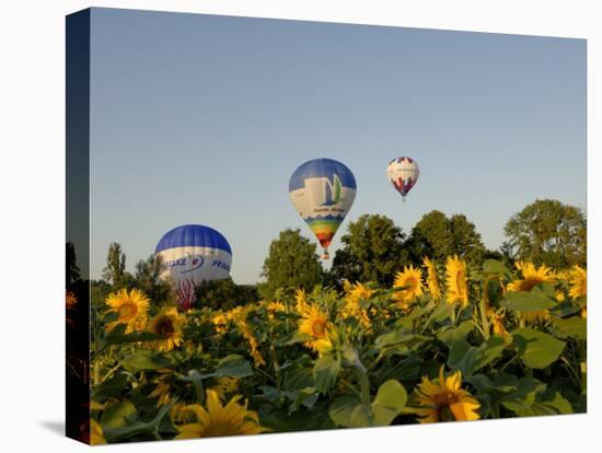 Hot Air Ballooning over Fields of Sunflowers in the Early Morning, Charente, France, Europe-Groenendijk Peter-Stretched Canvas