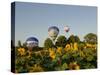 Hot Air Ballooning over Fields of Sunflowers in the Early Morning, Charente, France, Europe-Groenendijk Peter-Stretched Canvas