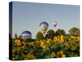 Hot Air Ballooning over Fields of Sunflowers in the Early Morning, Charente, France, Europe-Groenendijk Peter-Stretched Canvas