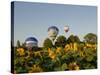 Hot Air Ballooning over Fields of Sunflowers in the Early Morning, Charente, France, Europe-Groenendijk Peter-Stretched Canvas