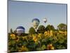 Hot Air Ballooning over Fields of Sunflowers in the Early Morning, Charente, France, Europe-Groenendijk Peter-Mounted Premium Photographic Print