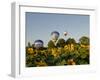 Hot Air Ballooning over Fields of Sunflowers in the Early Morning, Charente, France, Europe-Groenendijk Peter-Framed Photographic Print