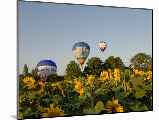 Hot Air Ballooning over Fields of Sunflowers in the Early Morning, Charente, France, Europe-Groenendijk Peter-Mounted Photographic Print