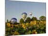 Hot Air Ballooning over Fields of Sunflowers in the Early Morning, Charente, France, Europe-Groenendijk Peter-Mounted Photographic Print