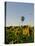 Hot Air Ballooning over Fields of Sunflowers in the Early Morning, Charente, France, Europe-Groenendijk Peter-Stretched Canvas