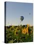 Hot Air Ballooning over Fields of Sunflowers in the Early Morning, Charente, France, Europe-Groenendijk Peter-Stretched Canvas