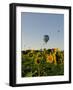 Hot Air Ballooning over Fields of Sunflowers in the Early Morning, Charente, France, Europe-Groenendijk Peter-Framed Photographic Print