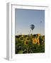 Hot Air Ballooning over Fields of Sunflowers in the Early Morning, Charente, France, Europe-Groenendijk Peter-Framed Photographic Print