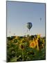 Hot Air Ballooning over Fields of Sunflowers in the Early Morning, Charente, France, Europe-Groenendijk Peter-Mounted Photographic Print