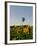 Hot Air Ballooning over Fields of Sunflowers in the Early Morning, Charente, France, Europe-Groenendijk Peter-Framed Photographic Print