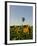 Hot Air Ballooning over Fields of Sunflowers in the Early Morning, Charente, France, Europe-Groenendijk Peter-Framed Photographic Print