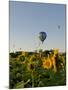 Hot Air Ballooning over Fields of Sunflowers in the Early Morning, Charente, France, Europe-Groenendijk Peter-Mounted Photographic Print
