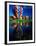Hot Air Balloons, Snowmass CO-David Carriere-Framed Premium Photographic Print