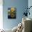 Hot Air Balloons, Snowmass CO-David Carriere-Stretched Canvas displayed on a wall