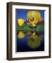 Hot Air Balloons, Snowmass CO-David Carriere-Framed Photographic Print