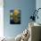Hot Air Balloons, Snowmass CO-David Carriere-Photographic Print displayed on a wall