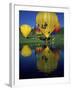 Hot Air Balloons, Snowmass CO-David Carriere-Framed Photographic Print