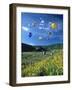 Hot Air Balloons-David Carriere-Framed Photographic Print