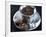 Hot Chocolate with Chocolate Biscuits-Alena Hrbkova-Framed Photographic Print