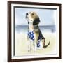 Hot Dog II-Grace Popp-Framed Art Print