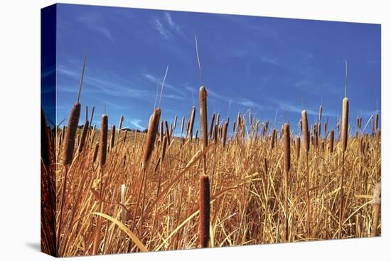 Hot Dog Reeds-Bob Larson-Stretched Canvas