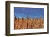 Hot Dog Reeds-Bob Larson-Framed Art Print