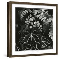 Hot House Plants, Botanical Garden, San Francisco, 1978-Brett Weston-Framed Photographic Print