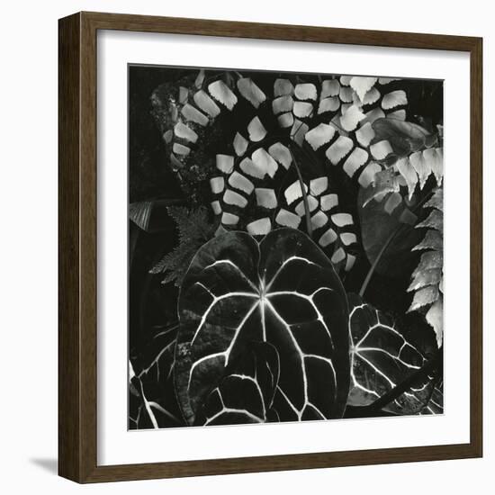 Hot House Plants, Botanical Garden, San Francisco, 1978-Brett Weston-Framed Photographic Print