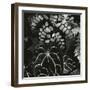 Hot House Plants, Botanical Garden, San Francisco, 1978-Brett Weston-Framed Photographic Print