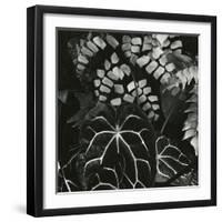 Hot House Plants, Botanical Garden, San Francisco, 1978-Brett Weston-Framed Photographic Print