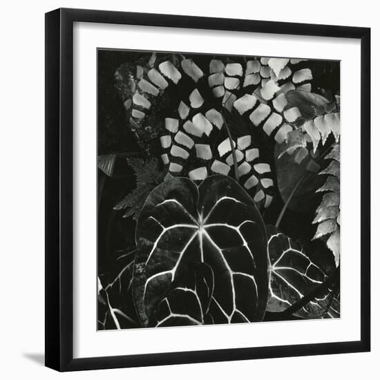 Hot House Plants, Botanical Garden, San Francisco, 1978-Brett Weston-Framed Photographic Print