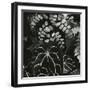 Hot House Plants, Botanical Garden, San Francisco, 1978-Brett Weston-Framed Photographic Print