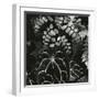 Hot House Plants, Botanical Garden, San Francisco, 1978-Brett Weston-Framed Photographic Print