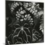 Hot House Plants, Botanical Garden, San Francisco, 1978-Brett Weston-Mounted Photographic Print