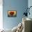 Hot Magnolia 2-Albert Koetsier-Framed Stretched Canvas displayed on a wall