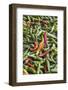 Hot Peppers of Various Color Used as Food in Indian Cuisine-Roberto Moiola-Framed Photographic Print