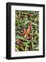 Hot Peppers of Various Color Used as Food in Indian Cuisine-Roberto Moiola-Framed Photographic Print