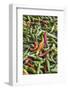 Hot Peppers of Various Color Used as Food in Indian Cuisine-Roberto Moiola-Framed Photographic Print