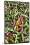 Hot Peppers of Various Color Used as Food in Indian Cuisine-Roberto Moiola-Mounted Photographic Print