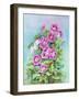 Hot Pink Blush Geraniums-Joanne Porter-Framed Giclee Print