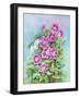 Hot Pink Blush Geraniums-Joanne Porter-Framed Giclee Print