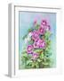 Hot Pink Blush Geraniums-Joanne Porter-Framed Giclee Print