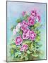 Hot Pink Blush Geraniums-Joanne Porter-Mounted Giclee Print