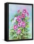 Hot Pink Blush Geraniums-Joanne Porter-Framed Stretched Canvas