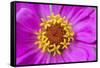 Hot pink zinnia flower-Anna Miller-Framed Stretched Canvas