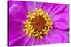 Hot pink zinnia flower-Anna Miller-Stretched Canvas