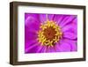 Hot pink zinnia flower-Anna Miller-Framed Photographic Print