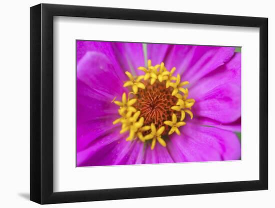 Hot pink zinnia flower-Anna Miller-Framed Photographic Print