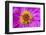 Hot pink zinnia flower-Anna Miller-Framed Photographic Print